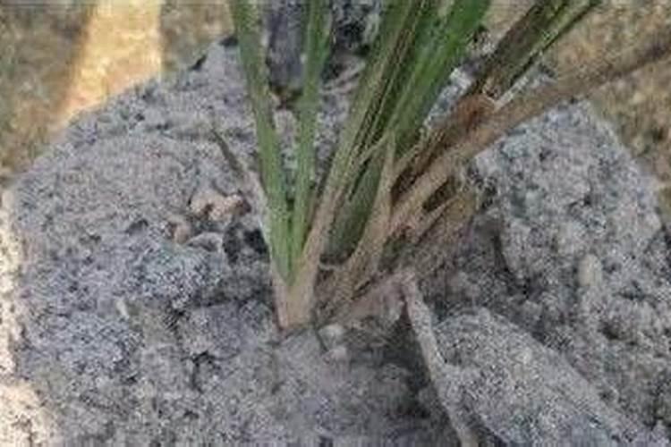 草木灰的正确使用方法