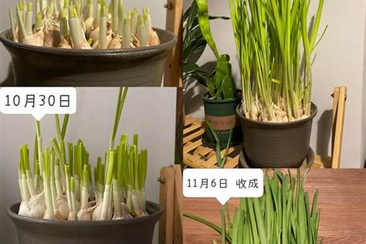 樱桃树用什么叶面肥