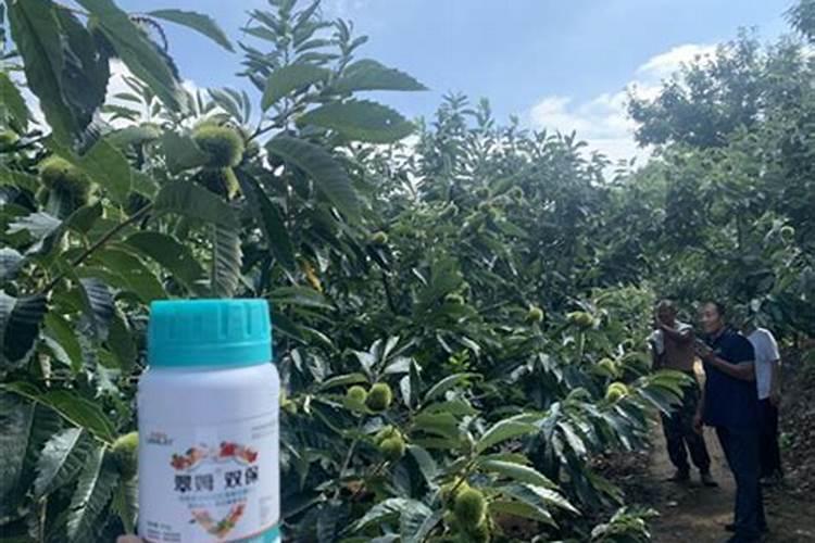 樱桃施肥的最佳时间和方法