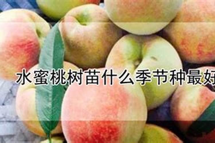 磷肥冲肥有哪些