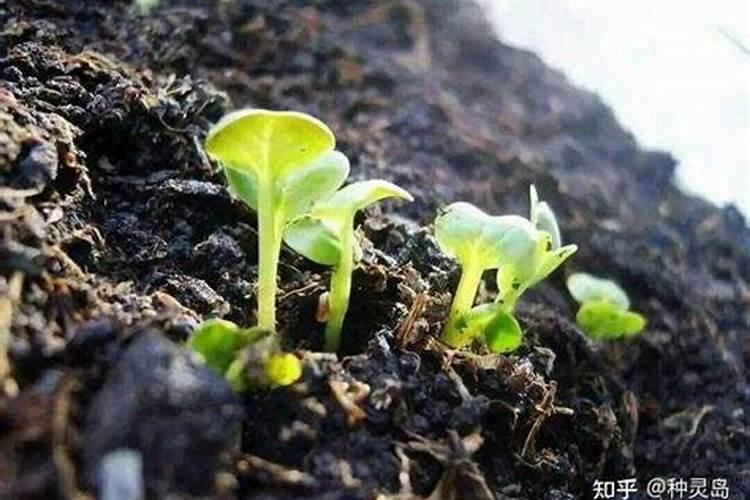 草坪需要什么肥料