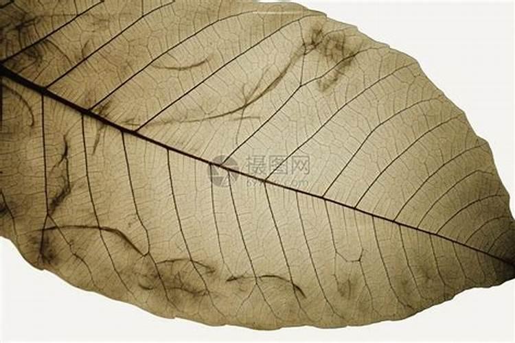 枯树叶能直接用于花盆做肥料吗