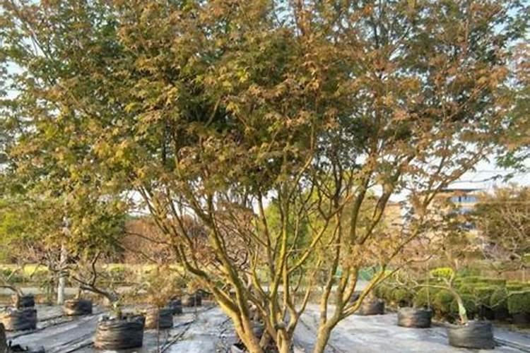 标青生物有机肥多少钱一袋