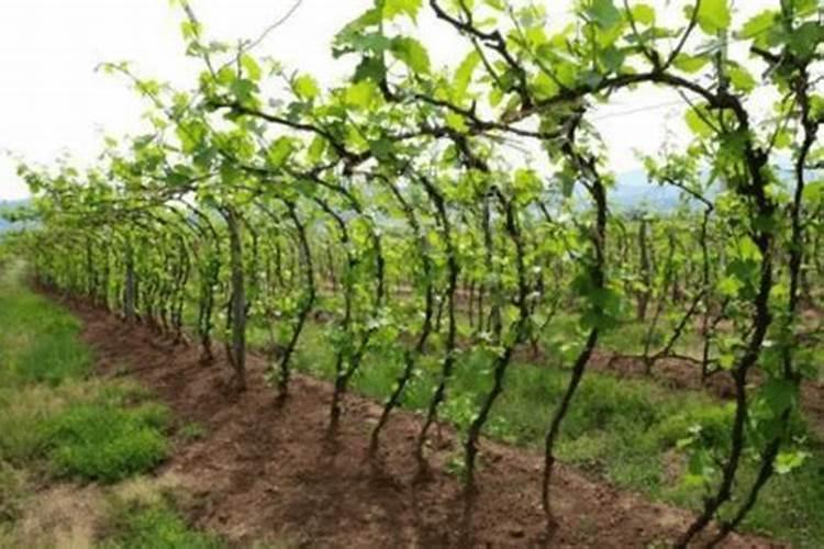 葡萄树什么时候喷石硫合剂啊!？