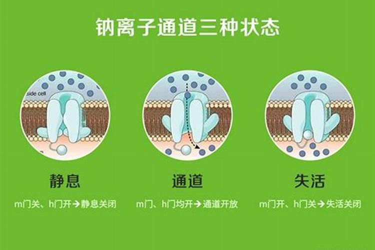 钾离子的作用是什么