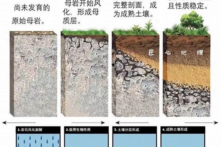 腐殖酸的功效是什么