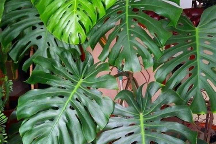 种植大白菜怎样施肥才产量高(种大白菜需要什么底肥)