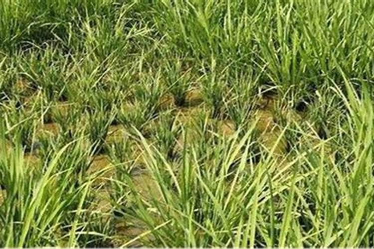 【水稻发生僵苗的原因及防治措施】水稻僵苗