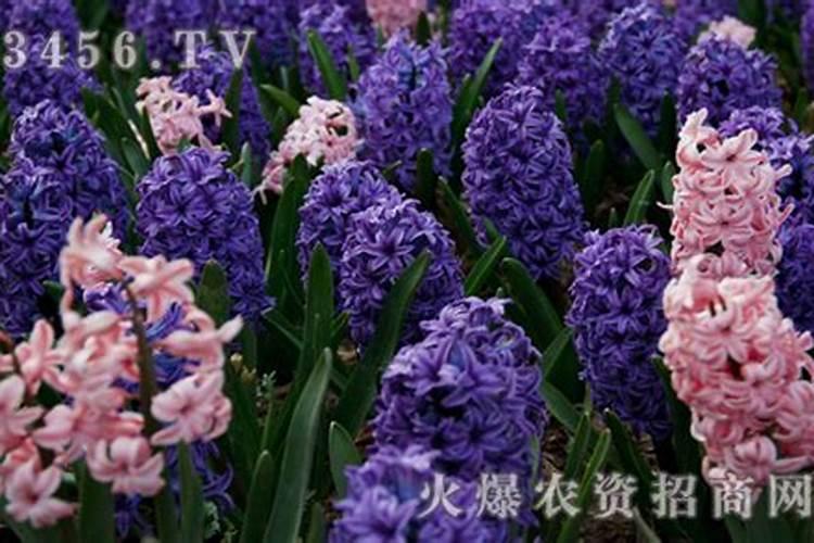 大蒜年前需要打药吗大蒜什么时候打药最好