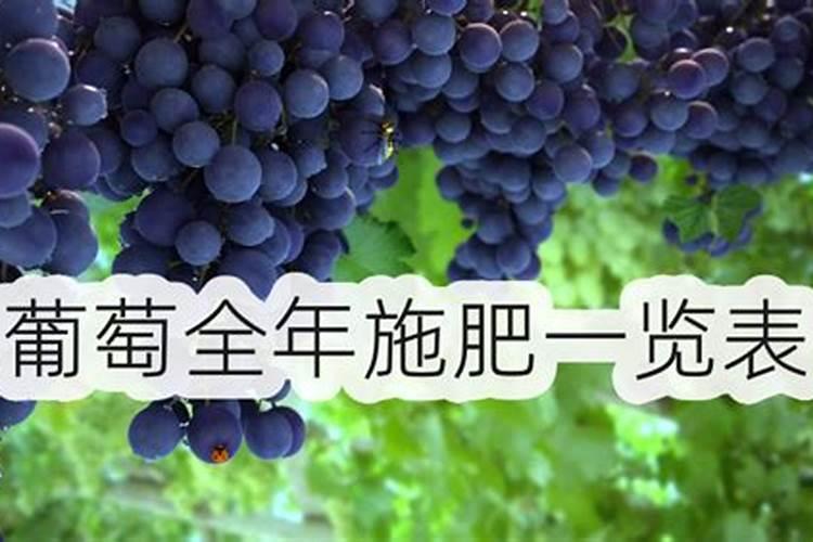巨峰葡萄哪里的好吃!
