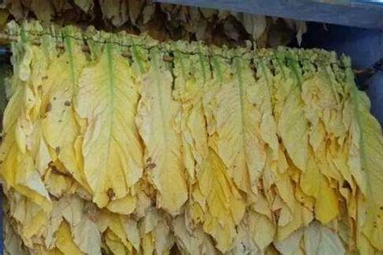 烤烟施钾肥最佳时间 什么时候使用效果好