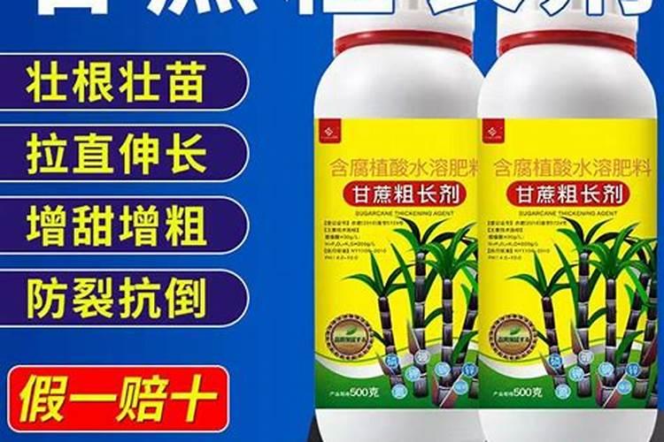 甘蔗有哪些营养价值 怎样种甘蔗才能又大又甜
