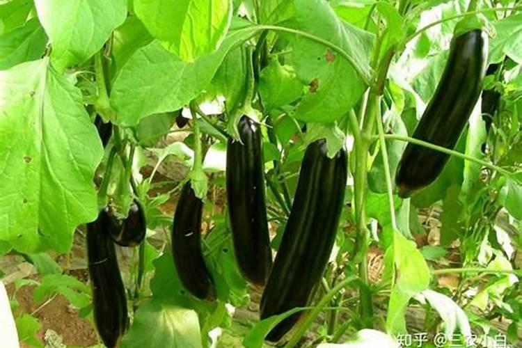 茄子移栽后几天施肥