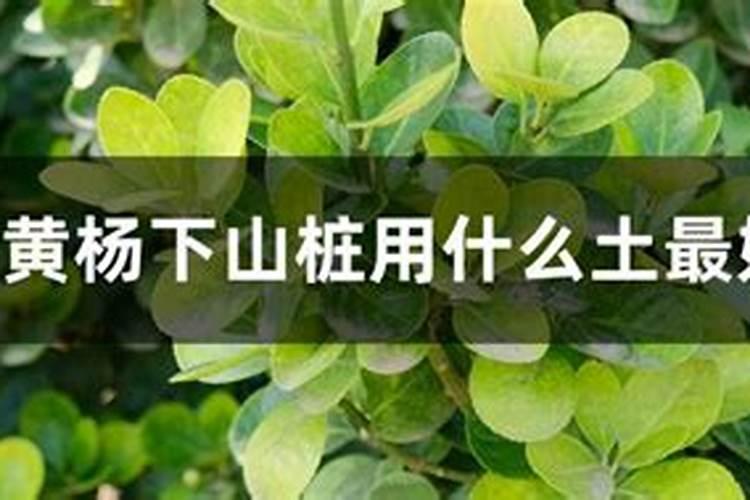 雀舌黄杨下山桩怎么养护