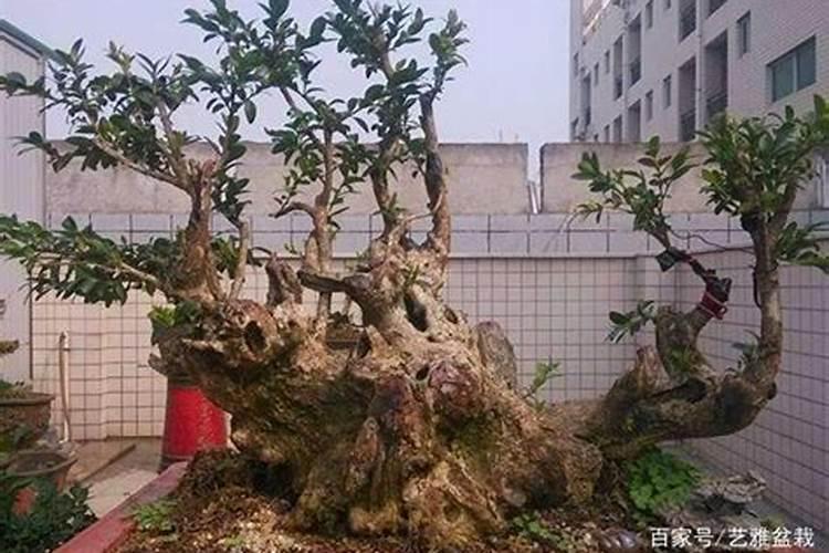 雀舌黄杨下山桩怎么养护