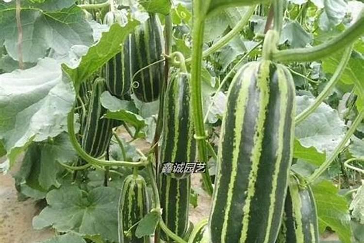 种植又香又甜的甜瓜施肥技巧