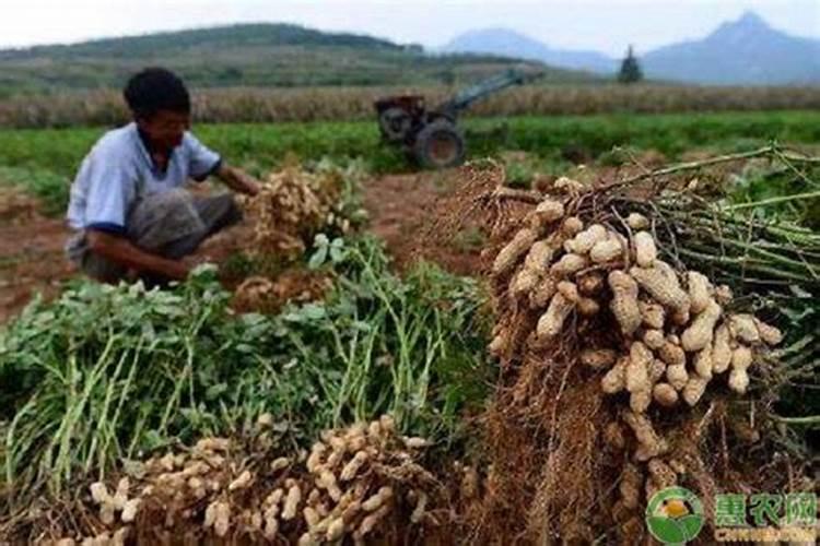 种植花生用什么化肥能高产？
