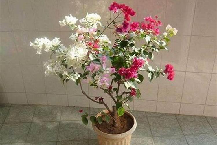 种植幸福树该怎么合理地施肥？