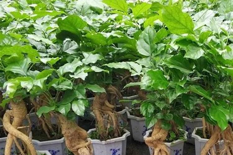 我家里养了3颗木本的花平安树幸福树和一棵三角梅不知道好不好？