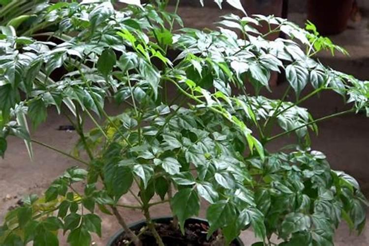 幸福树的养殖方法和注意事项