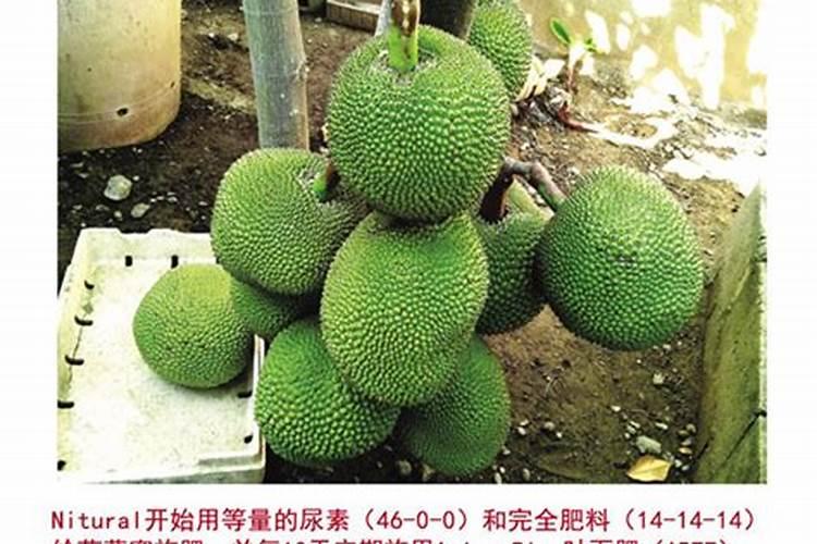 干包树菠萝挂果45斤后落果,是什么原因？如何防治？