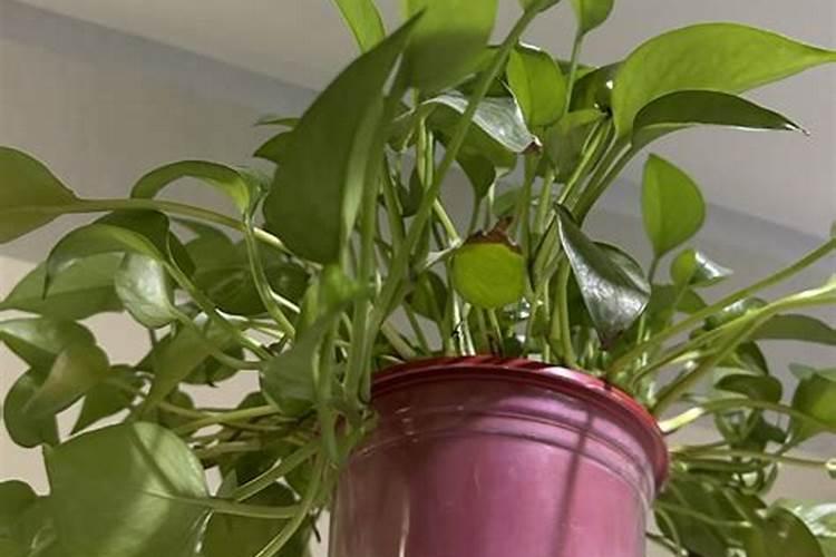 水培绿萝用什么肥料最好