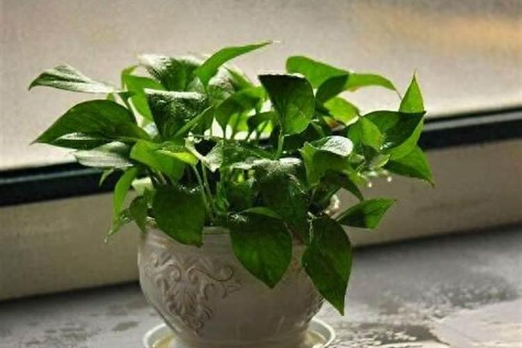 水培绿萝用什么肥料最好