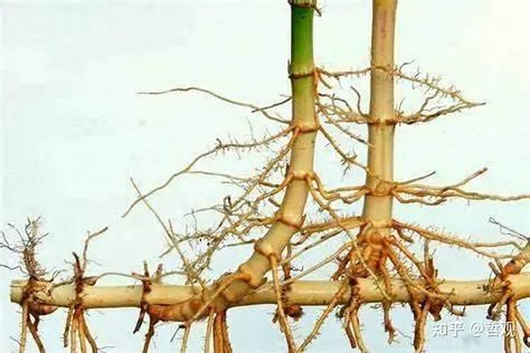 氮磷钾对植物的根茎叶分别有什么影响？