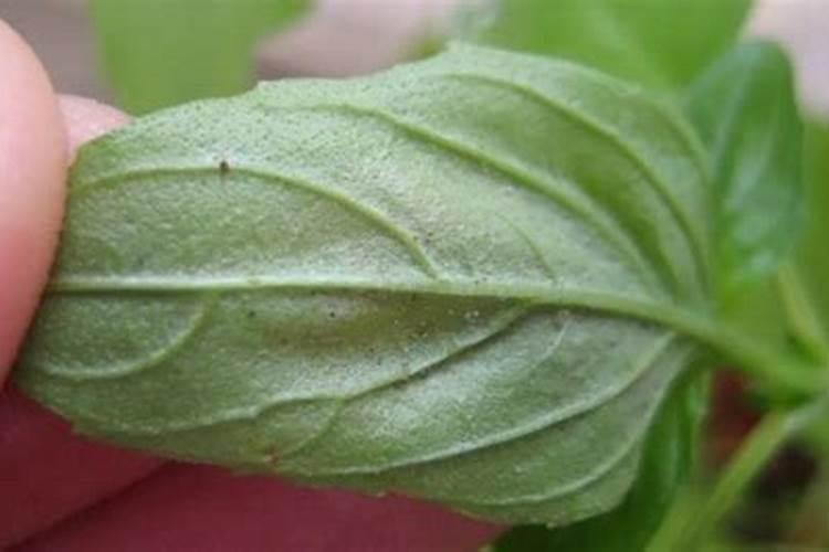 地里种过葡萄,又来种红薯,红薯苗发黄该怎么办？