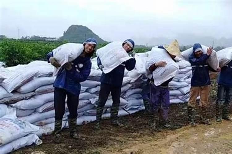 沃柑施什么肥最甜