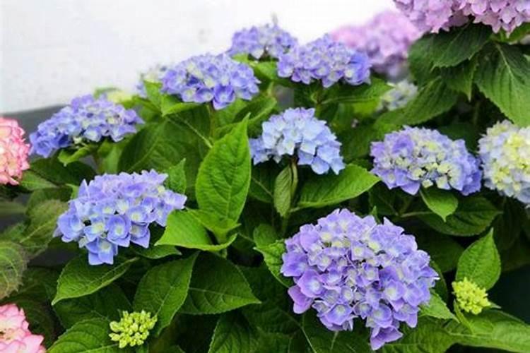 氮肥可以兑水浇花吗