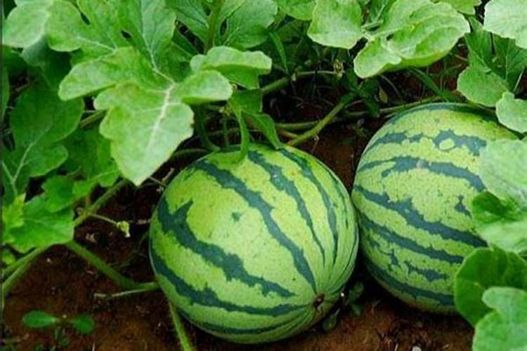 种植西瓜想要提高产量和品质,该如何使用肥料？