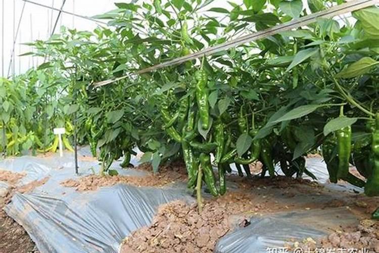 青椒种植叶面肥很关键,该怎么施肥？
