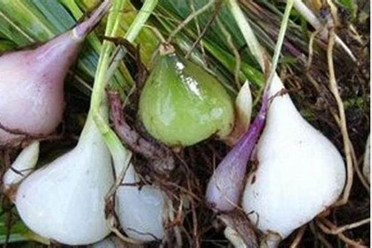慈菇种植技术 慈菇种植技术教程