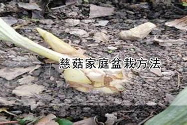 适合1一12月种的蔬菜有哪些？