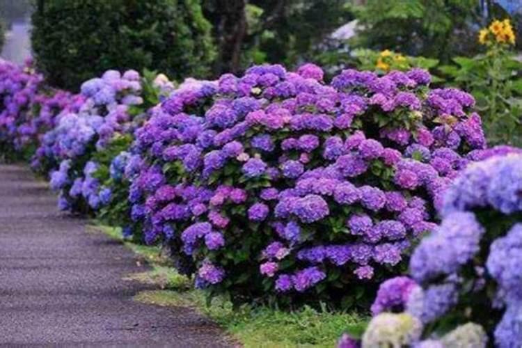 夏天想让沙漠玫瑰多开花要怎么养护