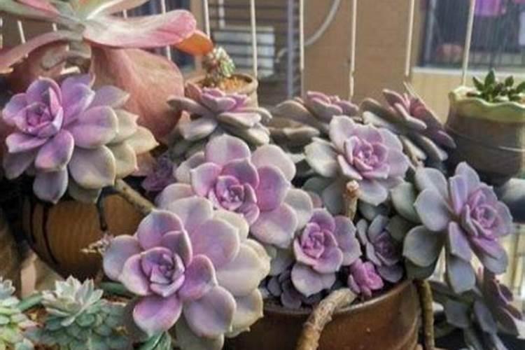 多肉植物需要什么肥料 施肥的方法是什么