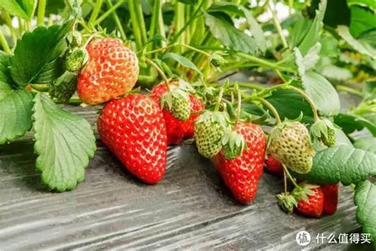 采摘一千克草莓需要补充多少氮肥钾肥磷肥？请赐教,谢谢