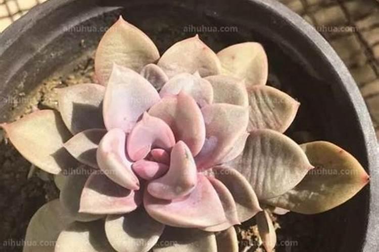 怎么让多肉植物的叶子变得肥肥的啊？