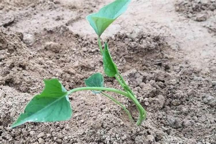 红薯高产种植方法 红薯应该怎么养殖