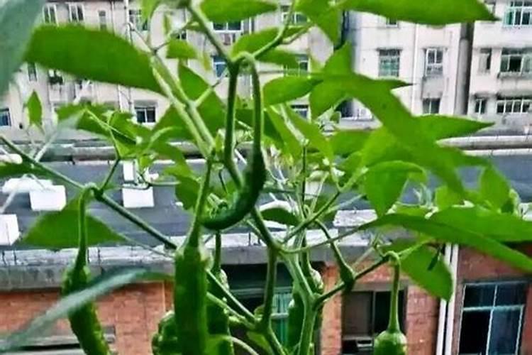 辣椒最忌施什么肥料