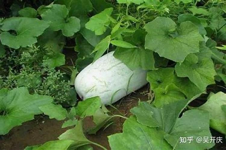 冬瓜在成熟期到底要不要施肥？真相是怎样的？