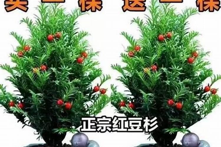 红豆杉怎么施肥