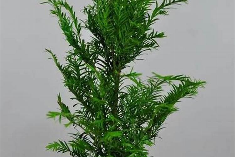红豆杉施什么肥最好