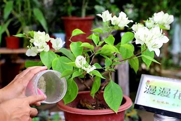 三角梅施肥方法和时间,施肥什么肥最好