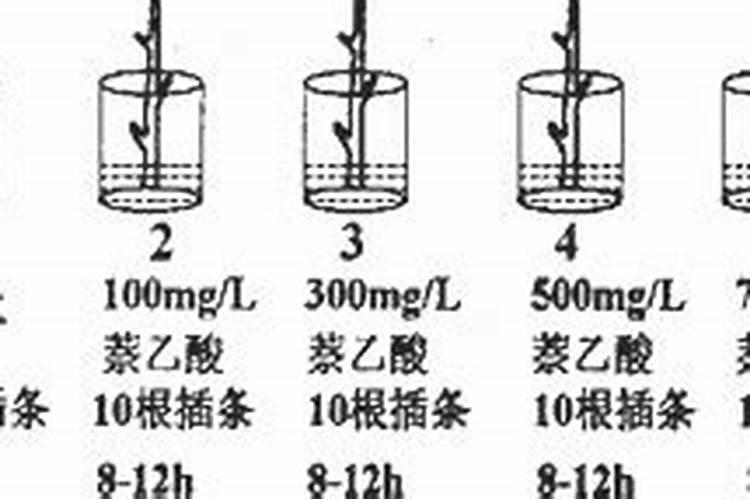 巨峰葡萄用的水溶肥,雨水多裂果多不？