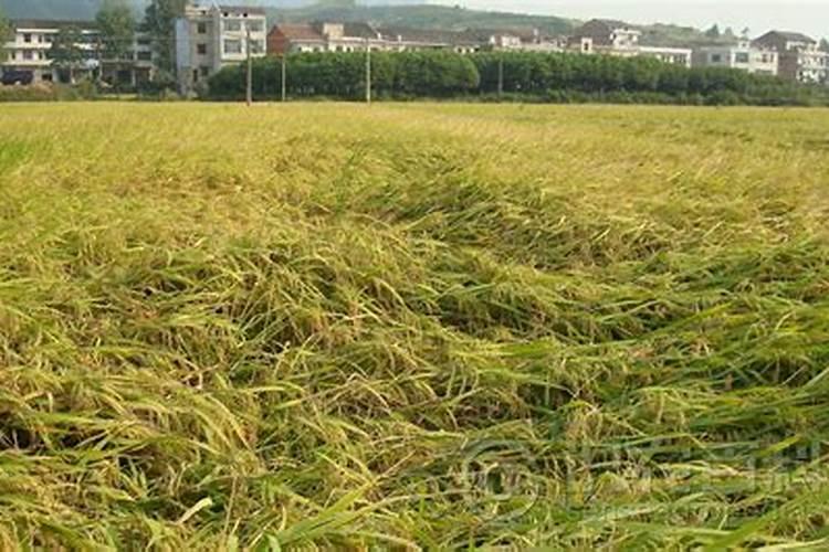 农村种植水稻,磷肥对水稻有什么作用？