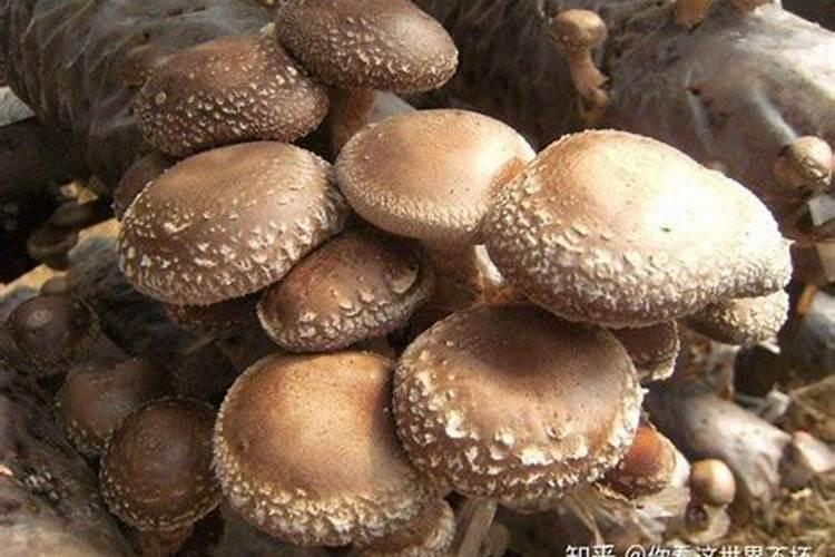 香菇草施什么肥