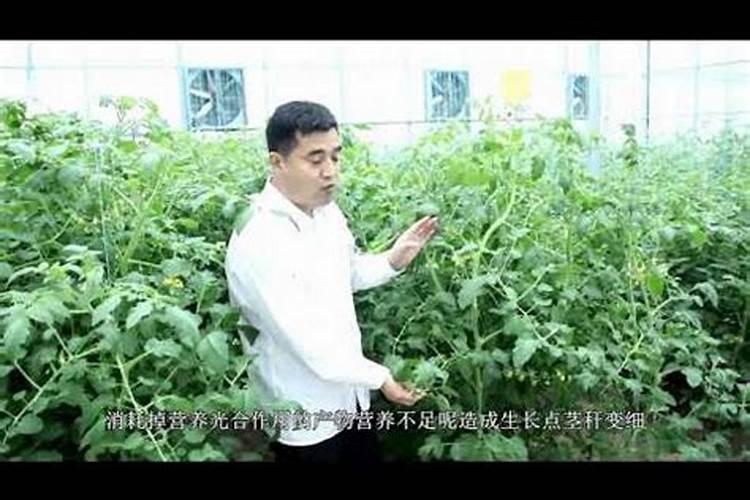 氮肥施多了怎么补救
