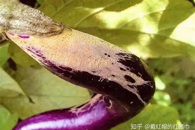 茄子需要什么肥料,茄子怎么施肥好？